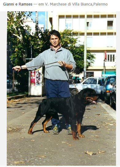 adestramento exposi&ccedil;&atilde;o