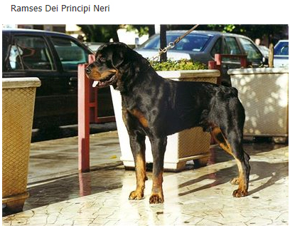 petshop banhoetosa zona norte s&atilde;o paulo av bras leme