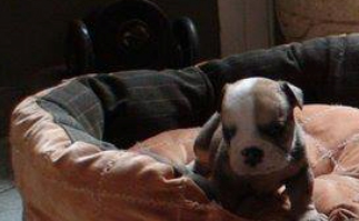 banho e tosa bras leme s&atilde;o paulo santana