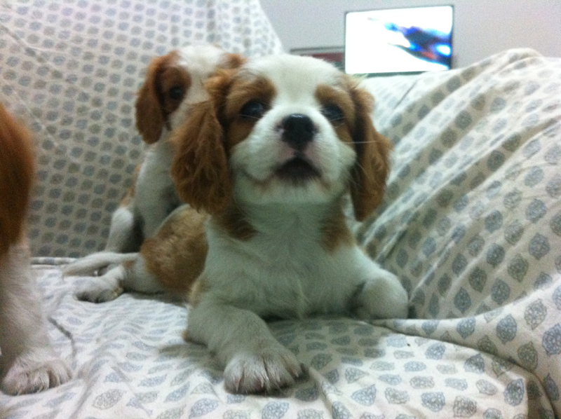 Filhotes de Cavalier King Charles Spaniel em S&atilde;o Paulo